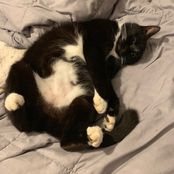 Meet your Posher, Bitsy - Picture 3 of 7